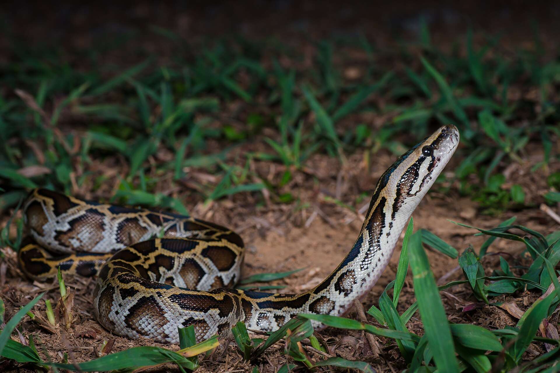 Young Burmese python raising its head among grass on bare earth at night in Kaeng Krachan National Park, Thailand, showing dark-edged brown blotches