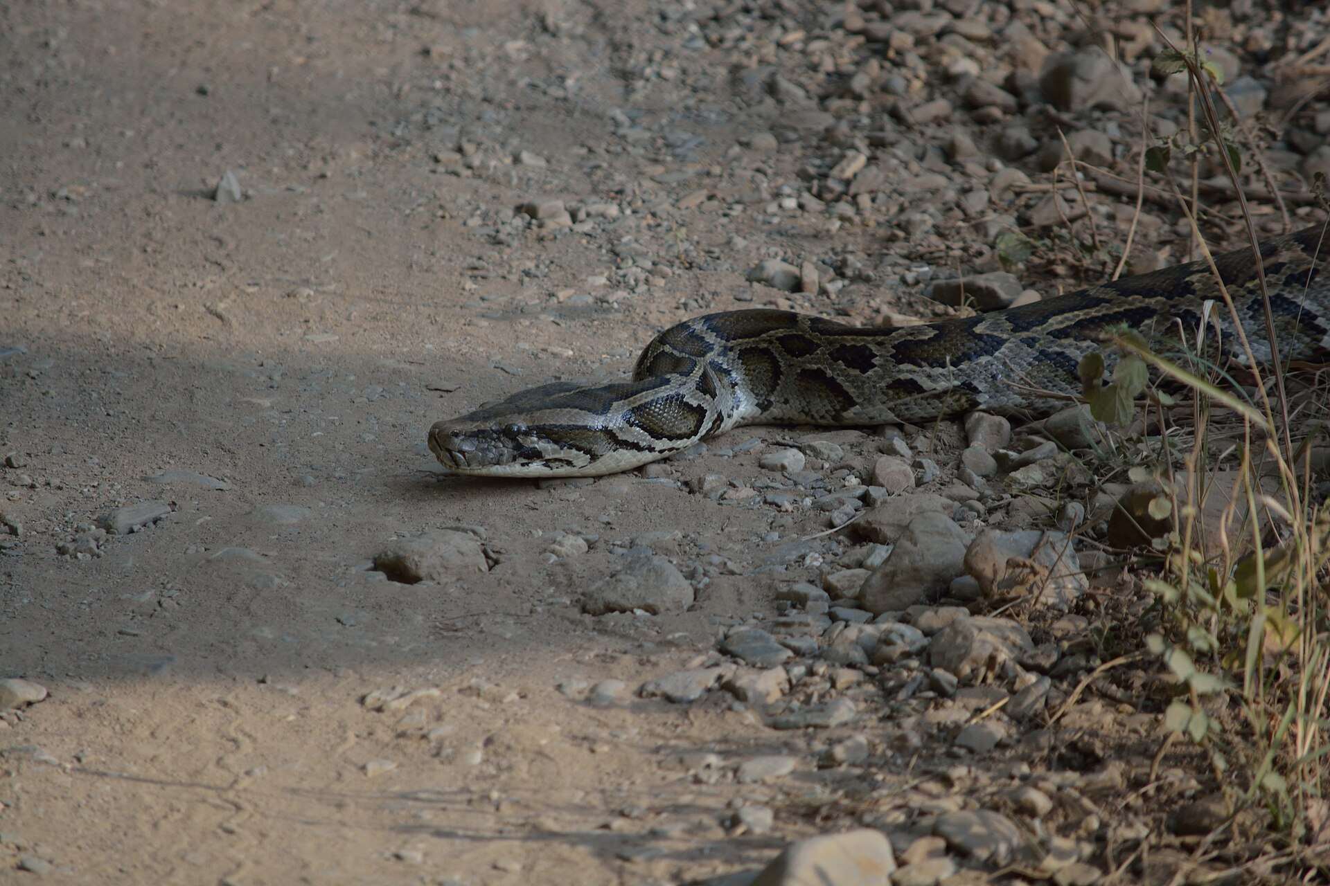 Indian rock python stretched across a stony dirt track in Jim Corbett National Park, showing its patterned head and blotched body