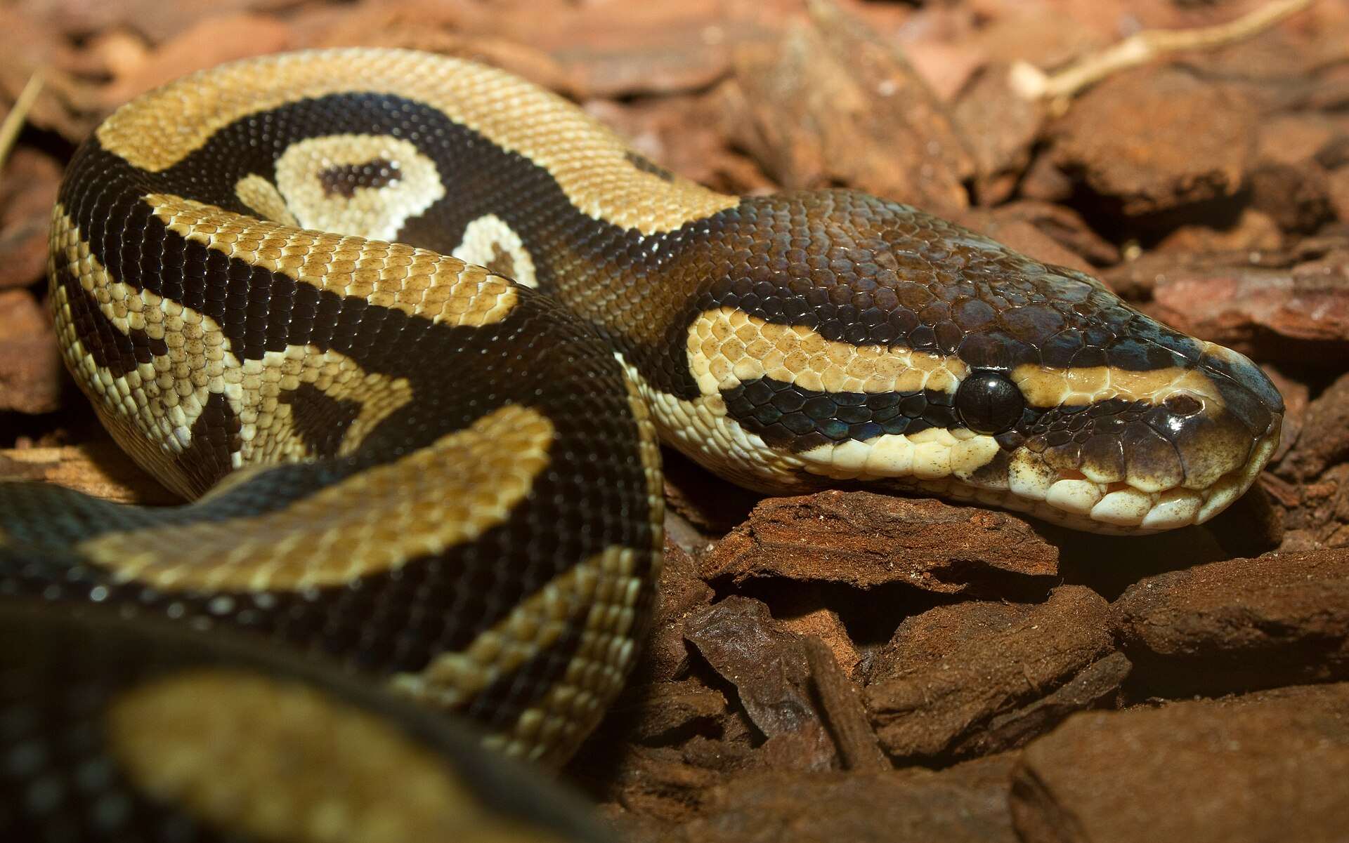 Ball python resting on reddish bark chips, showing its dark brown body with large golden-tan blotches and a pale stripe through the eye