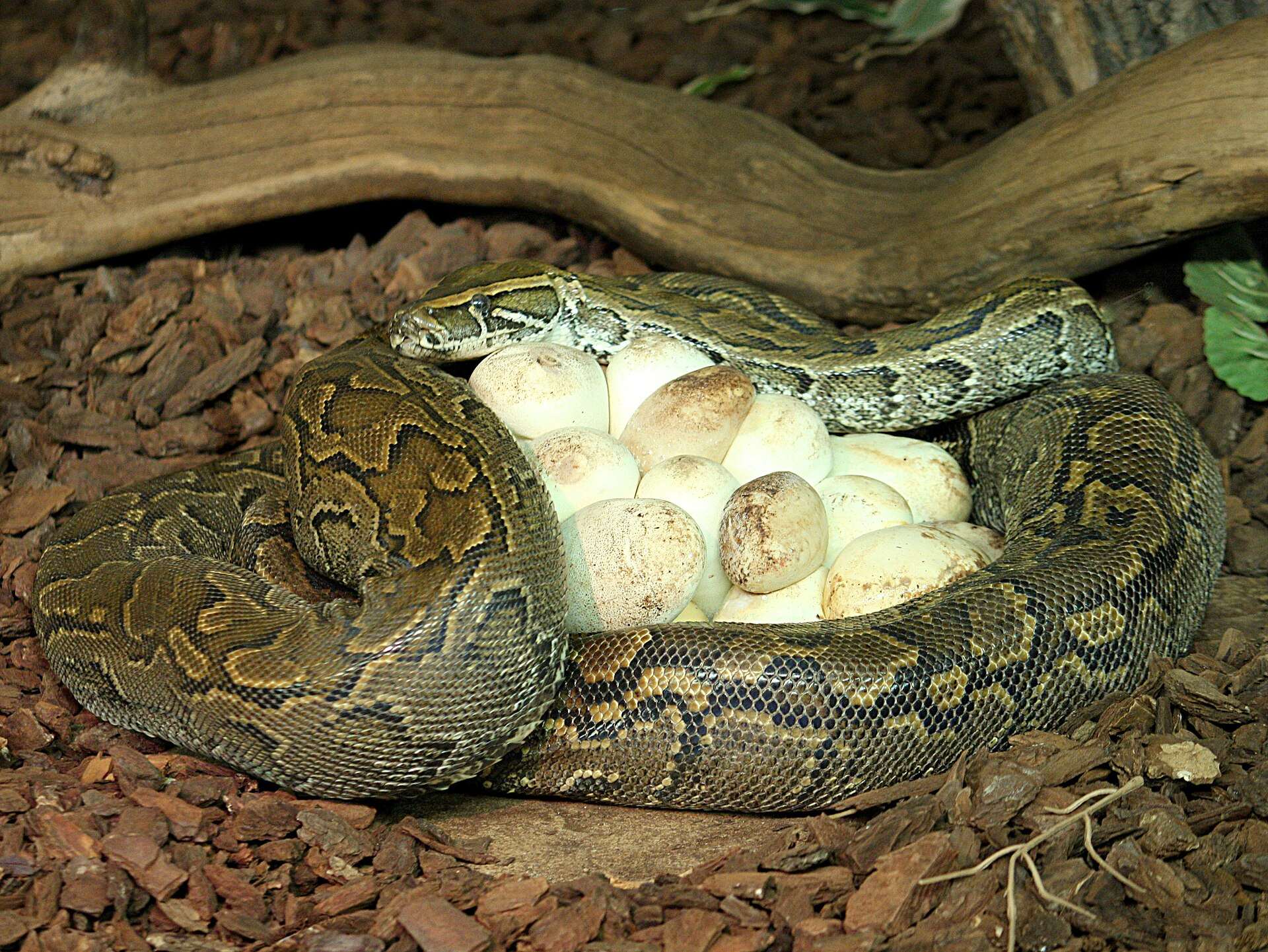Female Central African rock python coiled around a clutch of white eggs on bark chips, her head resting on top of the eggs