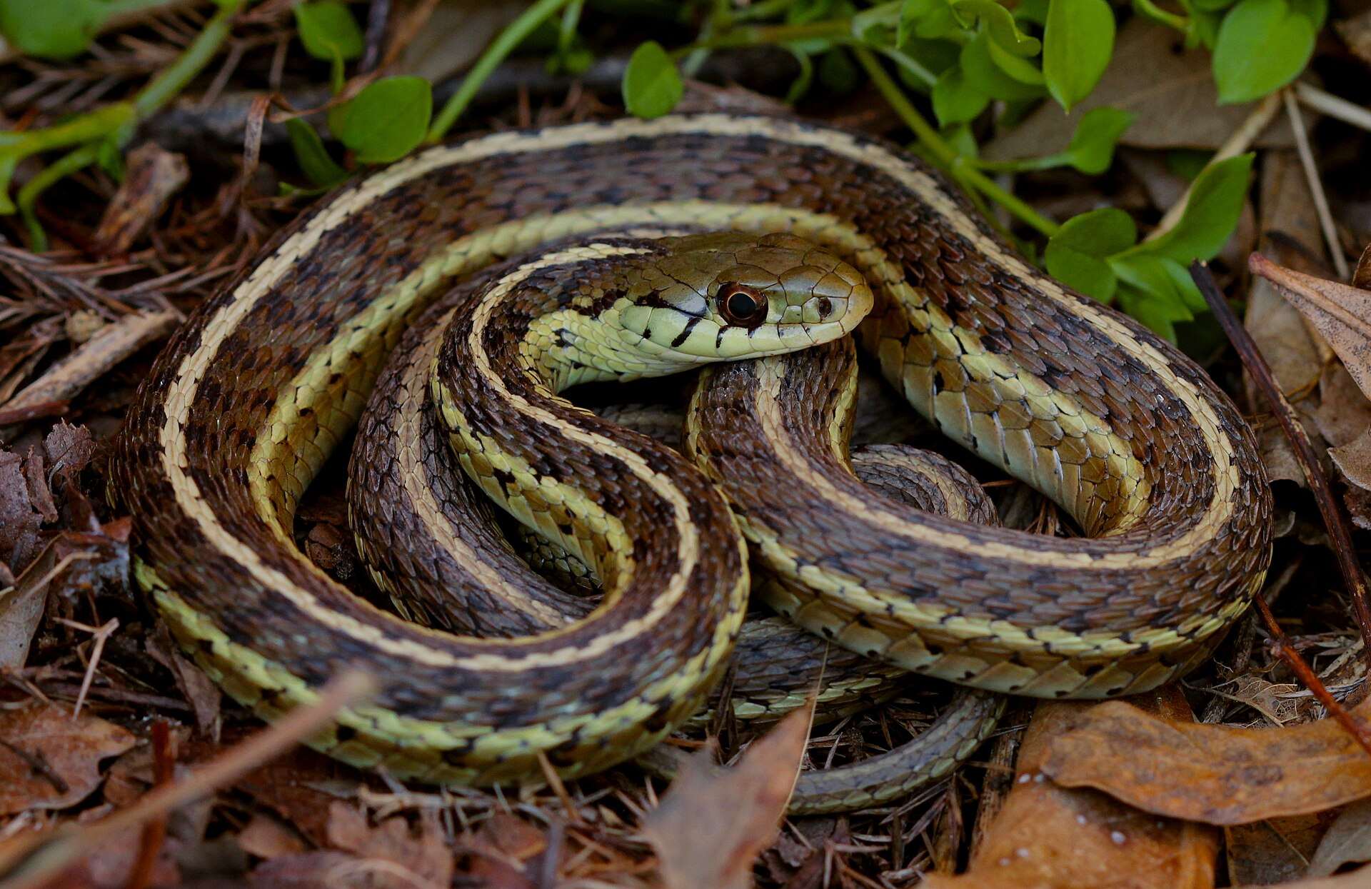 Common garter snake coiled in dry leaves and young plants in Missouri, showing its dark body, pale yellow stripes and checkered dark spots