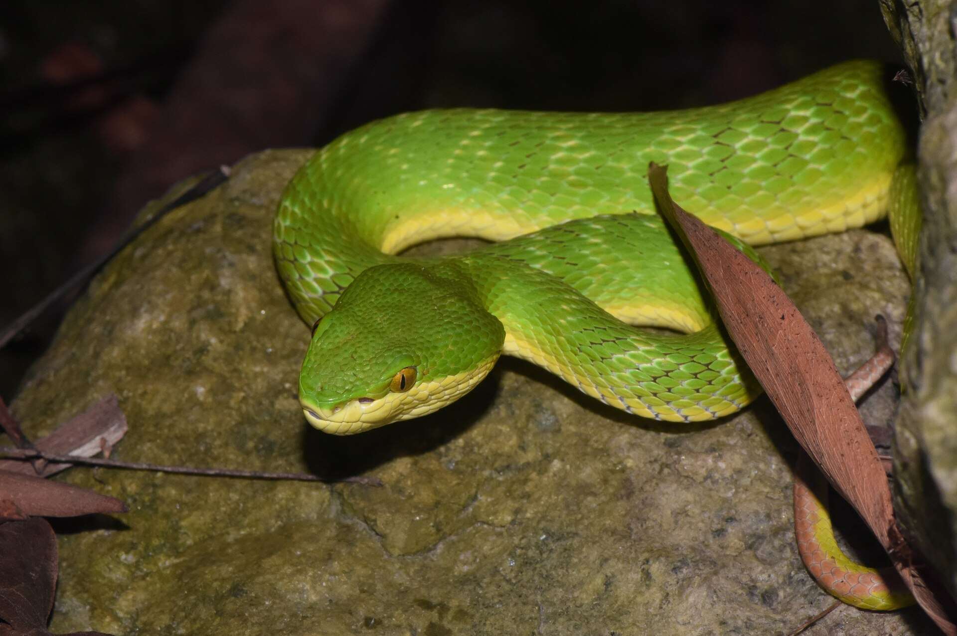 Bright green white-lipped pit viper with yellow lips and an orange eye coiled on a mossy rock in Shenzhen, China