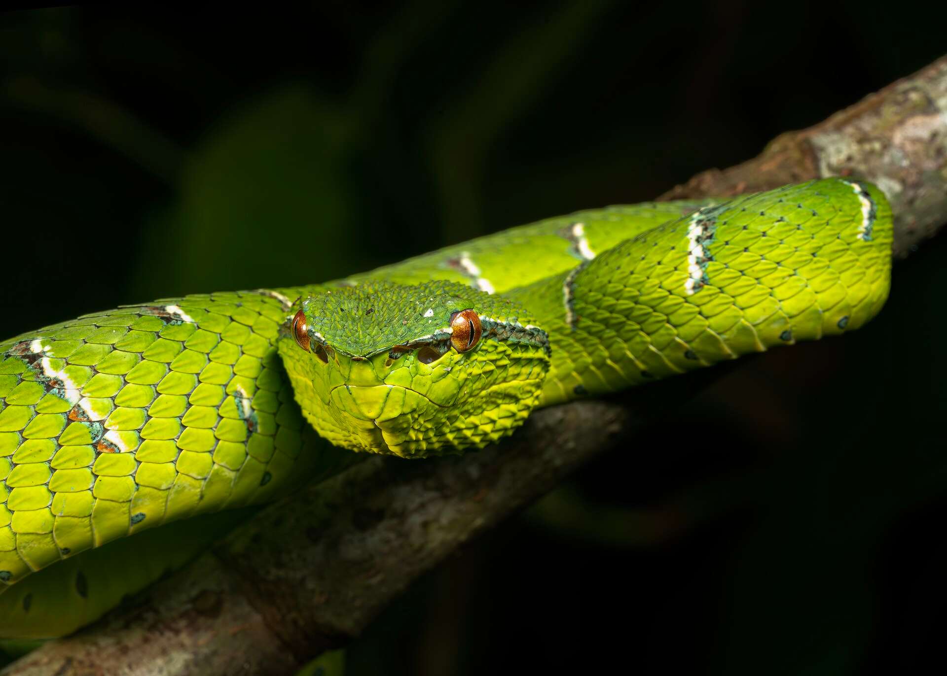 Green North Philippine temple pit viper with narrow white crossbars resting on a branch at night in Bako National Park, Sarawak